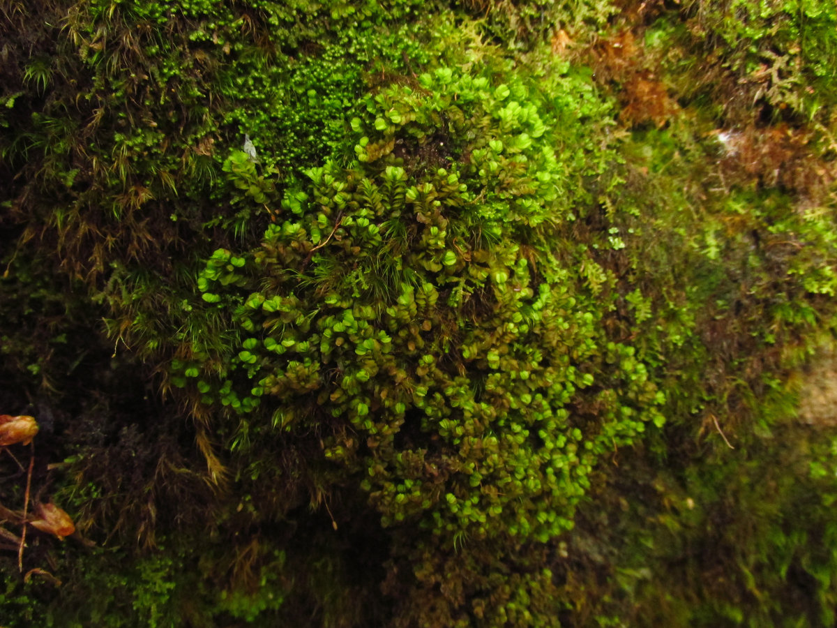 Представитель Семейства Myliaceae